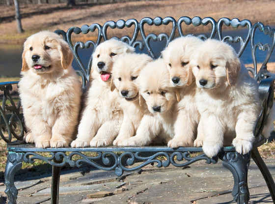 Like Owner Like Dog Quote Like Owner Like Dog Quote